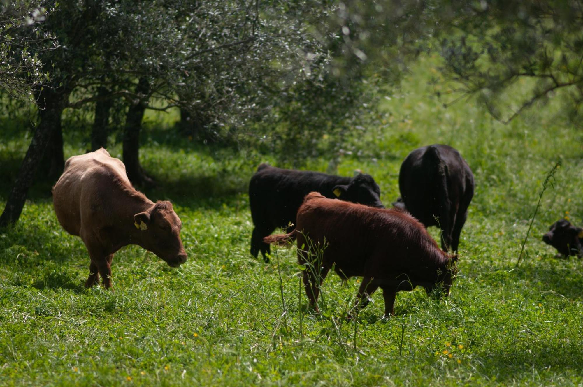 Fattoria Di Maiano Fiesole Exterior foto